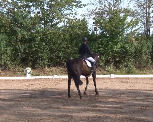 Reitturnier Kleinostheim/Ufr. 2019