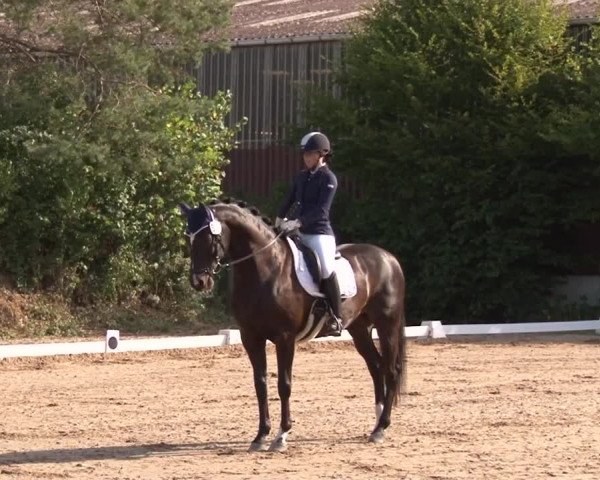 Reitturnier Kleinostheim/Ufr. 2019