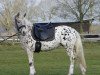 dressage horse Pepper's Cheyenne (Pony without race description, 2000)