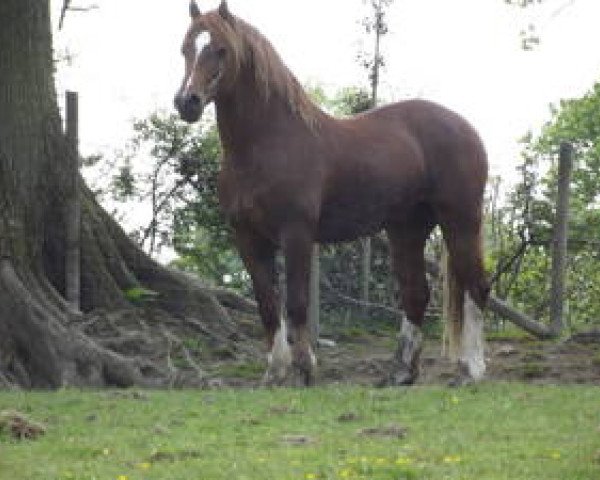 stallion Danaway Demetrius (Welsh-Cob (Sek. D), 2008, from Danaway Flash Jack)