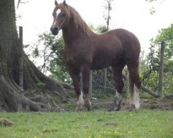 Deckhengst Danaway Demetrius (Welsh-Cob (Sek. D), 2008, von Danaway Flash Jack)