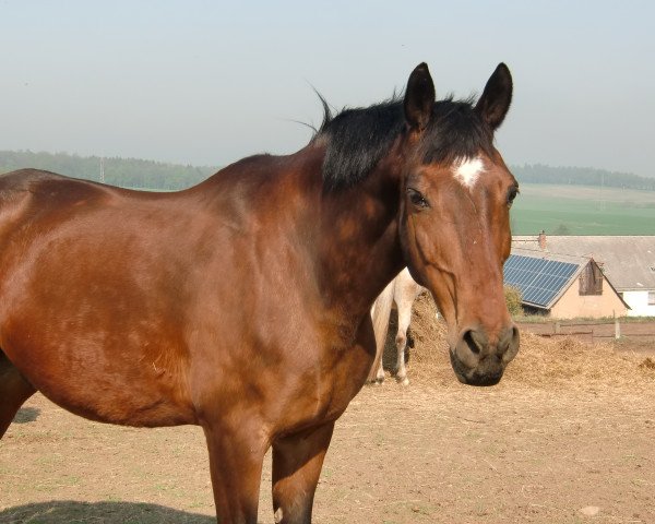 horse Vento 11 (Trakehner, 1994, from Freund)