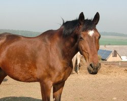 horse Vento 11 (Trakehner, 1994, from Freund)