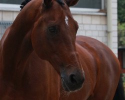 Pferd Alsakeb (Holsteiner, 1999, von Lavaletto)