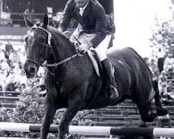 Pferd Torphy (Holsteiner,  , von Reinald xx)