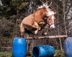 broodmare Gusti (12,5% ox) (Edelbluthaflinger, 1997, from Nasan (18,75% ox))