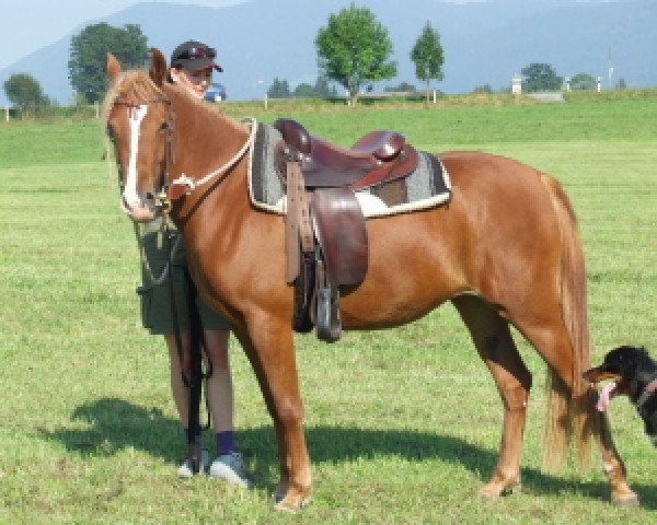 dressage horse Halina Melbridga (German Riding Pony, 2005, from Curtismill Tywysog)