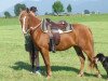 dressage horse Halina Melbridga (German Riding Pony, 2005, from Curtismill Tywysog)