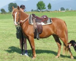 Dressurpferd Halina Melbridga (Deutsches Reitpony, 2005, von Curtismill Tywysog)