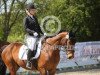 dressage horse Foolish Cardi (Irish Sport Horse, 2007)