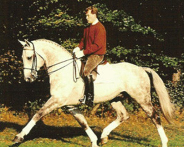 stallion Spartan (Hanoverian, 1982, from Servus)