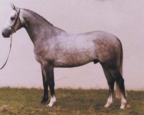 stallion Versailles II (Selle Français, 1987, from Elf III)