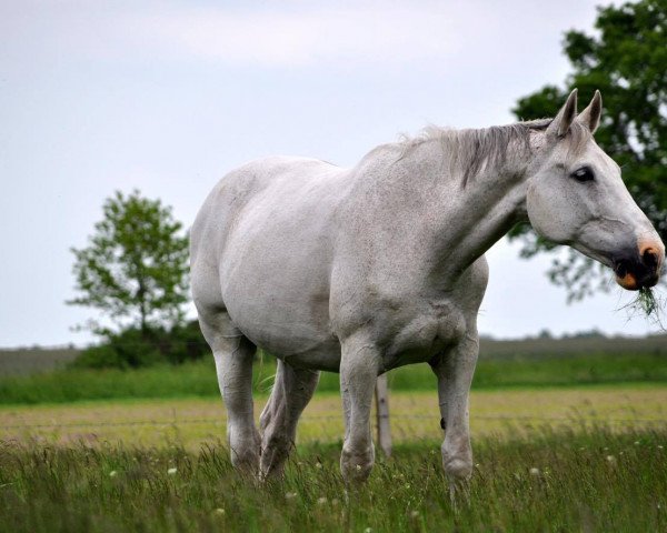 Pferd Walentino 56 (Hannoveraner, 1998, von Westwall)