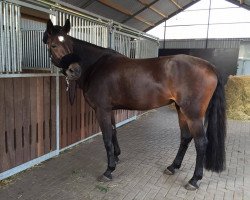 dressage horse Curly Sue 92 (Brandenburger, 2001, from Carismo II 123 FIN)