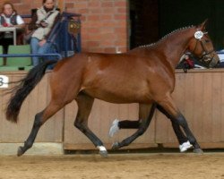 broodmare Nachtschwalbe (Trakehner, 2006, from Tambour)