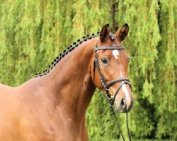 broodmare Nasowas (Trakehner, 2012, from Kasimir TSF)