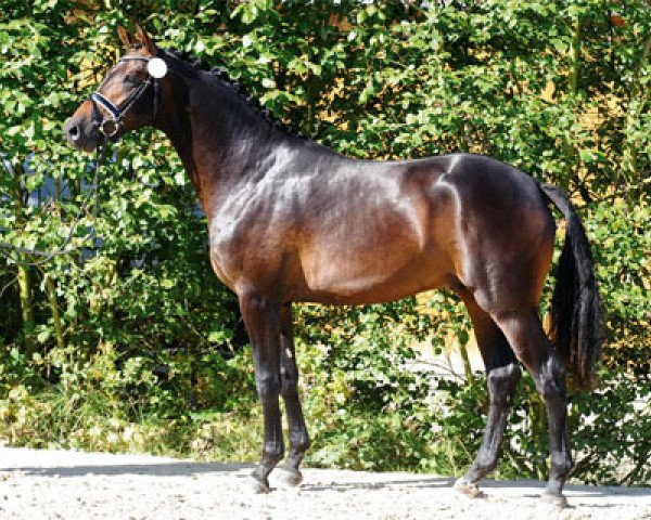 stallion High Five (Trakehner, 2014, from Saint Cyr)