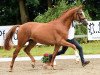 stallion Pac-Man (Trakehner, 2014, from Rheinklang)