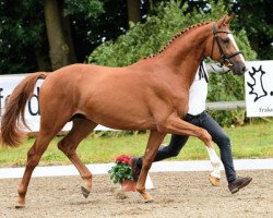 stallion Pac-Man (Trakehner, 2014, from Rheinklang)