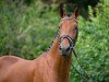 stallion Karlsson (Trakehner, 2014, from Dramatiker)