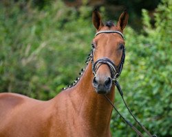 Deckhengst Karlsson (Trakehner, 2014, von Dramatiker)