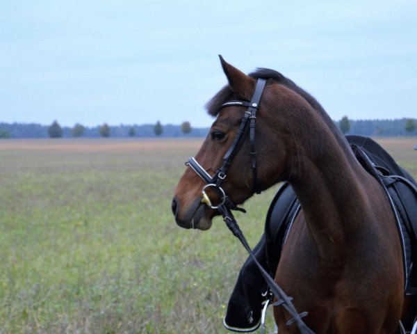 dressage horse Djuk (German Riding Pony, 2004, from Depardieu)