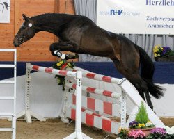 stallion Herzensbrecher (Trakehner, 2013, from Ruffian Reef xx STS)