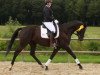 Dressurpferd Dreamlight 6 (Trakehner, 2011, von Amadelio)