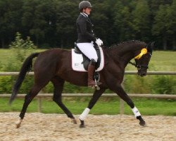 dressage horse Dreamlight 6 (Trakehner, 2011, from Amadelio)