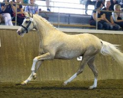 Zuchtstute Inselhofs Skyhigh (Deutsches Reitpony, 2011, von Nightfire)