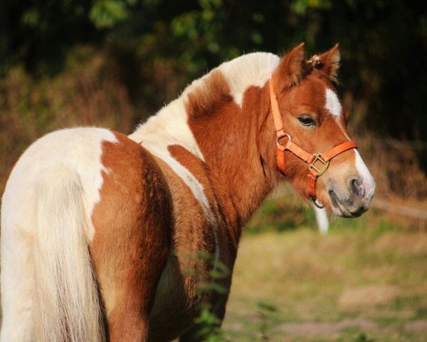 Pferd Ida (Shetland Pony (unter 87 cm), 2013)