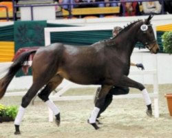 dressage horse Tabea 35 (Trakehner, 2011, from Interconti)