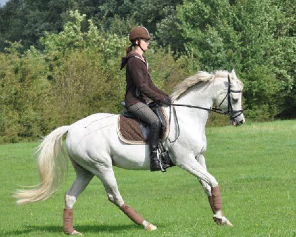 broodmare Tara AA (Anglo-Arabs, 1999, from Ohara AA)