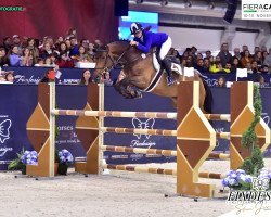 jumper Diarada (Oldenburg show jumper, 2009, from Diarado)