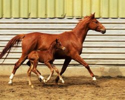 broodmare Isola Speranza (Trakehner, 2011, from Heldenberg)