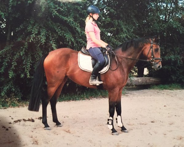 broodmare Stella (Mecklenburg, 2013, from Sanjo n.e.)