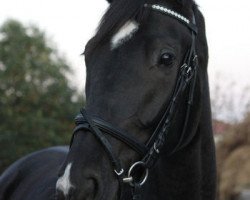 dressage horse Halifax Hailey (Hanoverian, 2008, from Hampton)