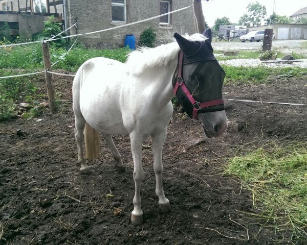 dressage horse Daysi (unknown, 1996)