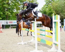 broodmare Cardina von Worrenberg (Holsteiner, 2009, from Cardenio)