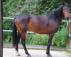 Springpferd Candy von Worrenberg (Schweizer Warmblut, 2013, von Canstakko)