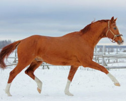 stallion Zaubertanz DS (Trakehner, 1993, from Kostolany)