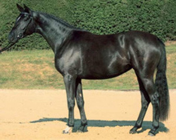 broodmare Zaubermaus (Trakehner, 2001, from Tambour)