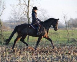 broodmare Zauberlied (Trakehner, 2006, from Tambour)