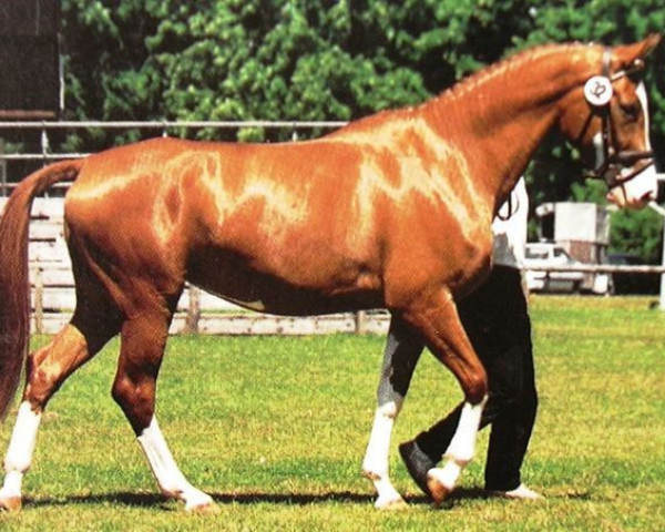 broodmare Zauberhexe (Trakehner, 1991, from Herzruf)