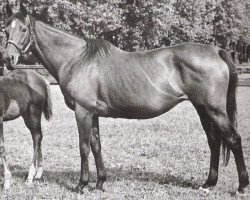 Zuchtstute Zauberfee xx (Englisches Vollblut, 1960, von Kilometer xx)