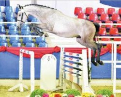 jumper Myway (Oldenburg show jumper, 2014, from Mylord Carthago)