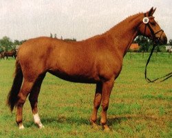 Zuchtstute Donaumaerchen vom Klosterhof (Trakehner, 1990, von Caprimond)