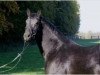 horse Götterfunken (German Warmblood, 2005, from Graf Faedo)