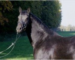 horse Götterfunken (German Warmblood, 2005, from Graf Faedo)