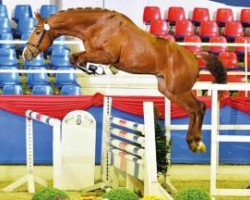 stallion Darco For Fun Z (Hanoverian, 2014, from Darco)